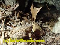 /home//u458753944/public_html/sourcegallery//Roxborough Toad Detour/2013-2019/2017/P4100656.JPG
